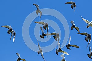 Flock of speed racing pigeon flying against clear blue sky