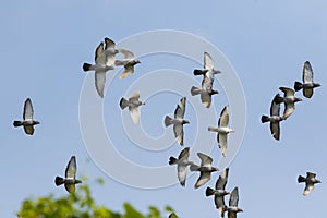 Flock of speed racing pigeon flying against clear blue sky