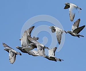 Flock of speed racing pigeon flying against clear blue sky