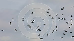 Flock of speed racing pigeon flying against cloudy sky