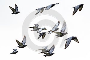 Flock of speed racing pigeon flying against white background