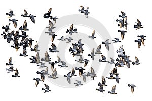 Flock of speed racing pigeon flying against white background