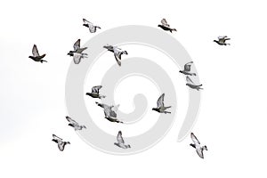 Flock of speed racing pigeon flying against white sky background