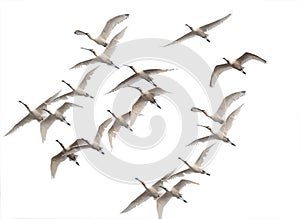 Flock of spoonbills flying in winter morning