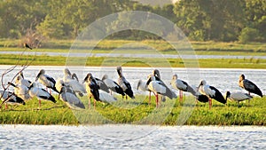 Flock of Spoonbills (platalea)ruminating under the sun in Polonnaruwa lake.