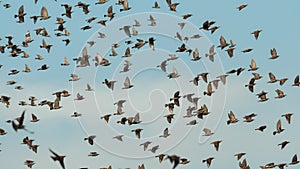 A flock of starling birds in flight against the sky