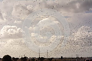 Flock of Starling in November in Italian Highway with Car Traffic