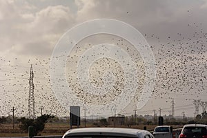 Flock of Starling in November in Italian Highway with Car Traffic