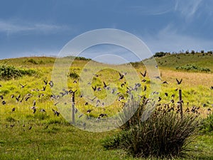 Flock of Starling, Sturnus vulgaris starting to fly.