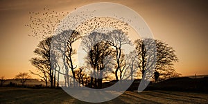 Starlings photo