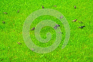 A flock of starlings feed in the fresh green grass of a meadow