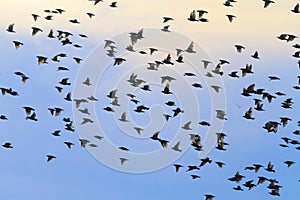 Flock of starlings flying against the backdrop of the evening sky