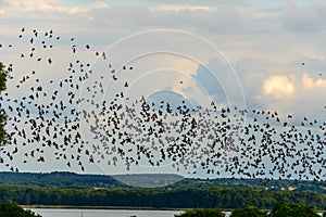 Flock of starlings looking for a place to sleep