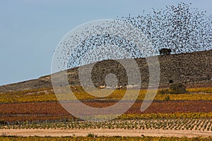 Flock of starlings migrating, heaven and earth