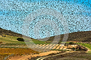 Flock of starlings migrating, heaven and earth