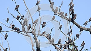 Flock of starlings sit on a dry branch and communicate loudly