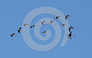 A flock of Stilts in flight.