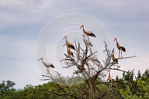 Flock of storks on the dry tree