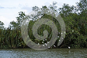 A flock of storks flying low