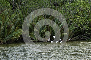 A flock of storks flying low