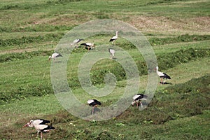 Flock of 51 storks on mowed meadow near Vysoka pri Morave, Slovakia.