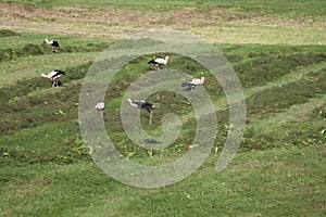 Flock of 51 storks on mowed meadow near Vysoka pri Morave, Slovakia.