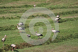 Flock of 51 storks on mowed meadow near Vysoka pri Morave, Slovakia.