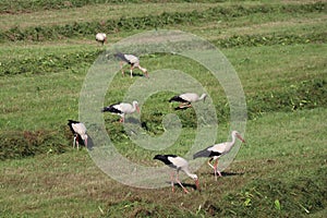 Flock of 51 storks on mowed meadow near Vysoka pri Morave, Slovakia.