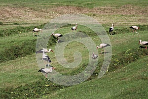 Flock of 51 storks on mowed meadow near Vysoka pri Morave, Slovakia.