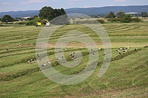 Hejno 51 čápů na posečené louce u Vysoké pri Morave, Slovensko.