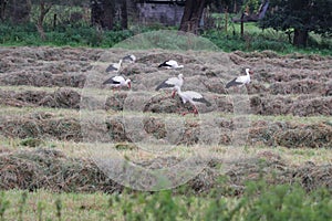 flock of storks on resting and foraging on a freshly mowed meadow