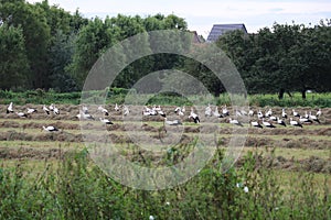 flock of storks on resting and foraging on a freshly mowed meadow