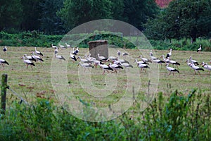 flock of storks on resting and foraging on a freshly mowed meadow