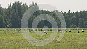 A flock of storks before take off from the field