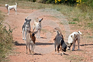 A flock of stray dogs. Dangerous street dogs