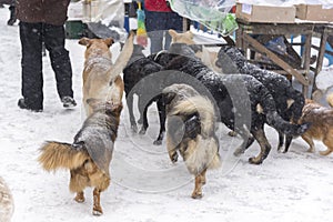 A flock of stray dogs are on the fair in winter