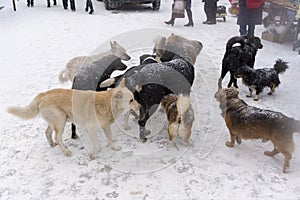 A flock of stray dogs are on the fair in winter