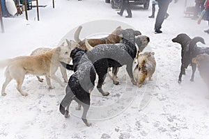 A flock of stray dogs are on the fair in winter