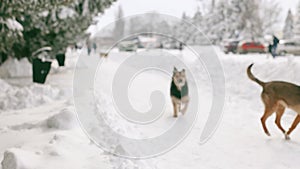 A flock of stray dogs walking in the park on a frosty winter morning. Homeless Animals Pets Problem