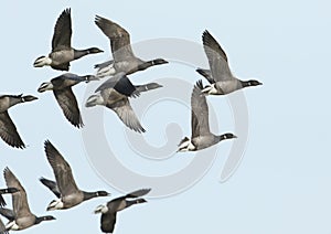 A flock of stunning Brent Goose Branta bernicla flying in the blue sky.