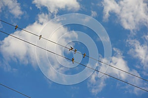 Flock swallow sitting on wires against blue sky