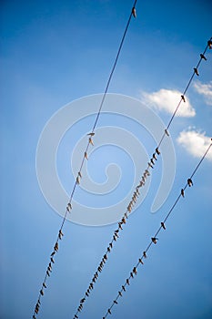 Flock swallow sitting on wires against blue sky