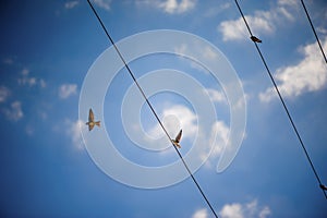 Flock swallow sitting on wires against blue sky