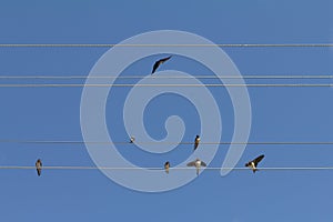 Flock of swallows on blue sky background.