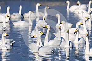 Flock of Swan