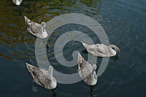 Flock of swan chicks swimming on countryside lake together