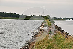 A flock of swanlike sitting on a stone path