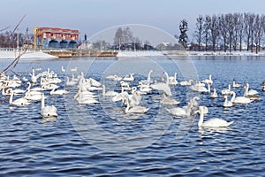 Flock of swans