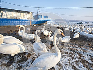 Flock of Swans, black and white types on the Frozen Danube river, in Zemun, Belgrade, Serbia