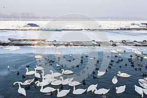 Flock of Swans, black and white types on the Frozen Danube river, in Zemun, Belgrade, Serbia with ice popping out of the water.